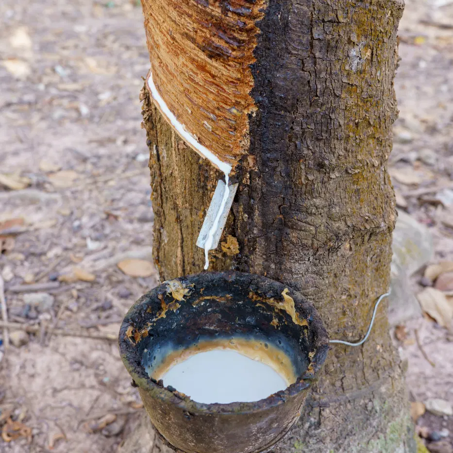 Alternative Text(Alt) Rubber tree tapping with latex collected in a cup, representing AiryPad natural rubber mouse pad eco-friendly material